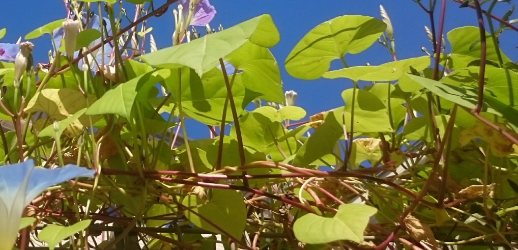 ソライロアサガオ互生する葉