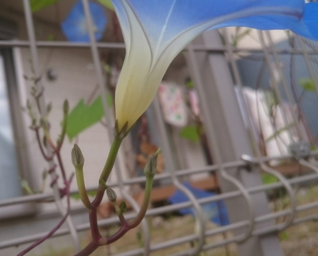 ソライロアサガオ漏斗状の花