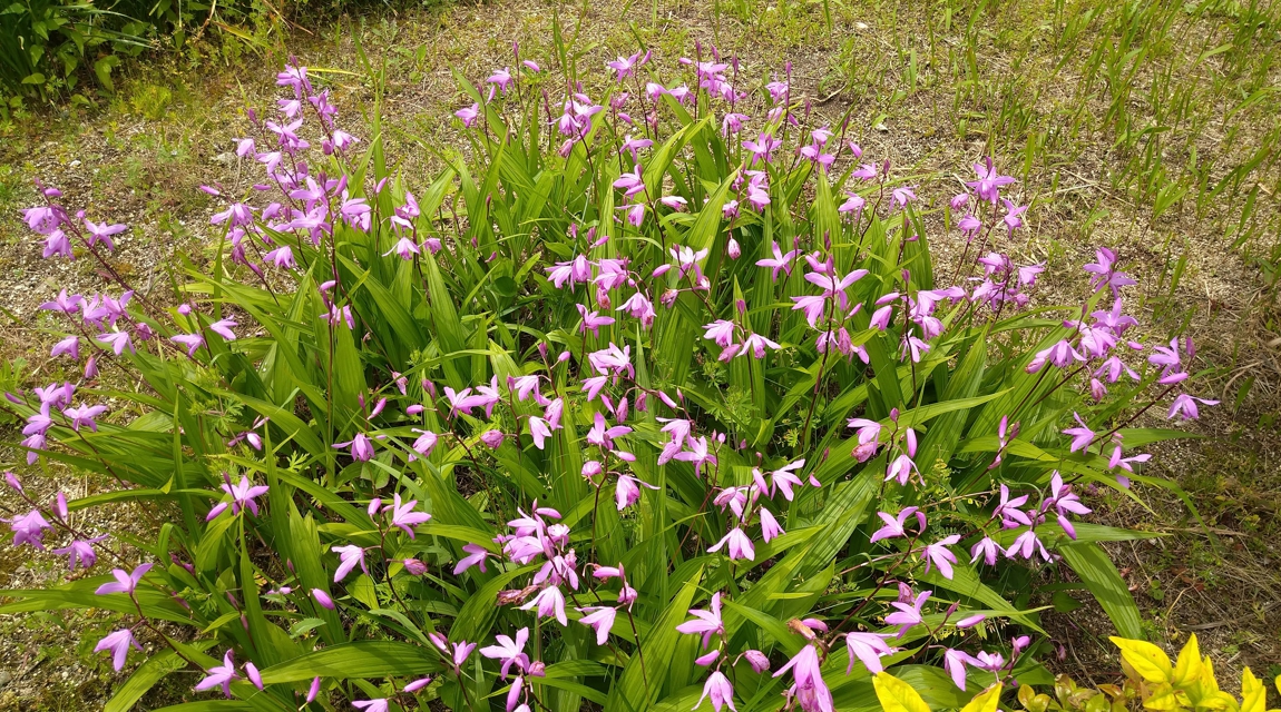 路傍の花:シラン | ヨシノ備忘録